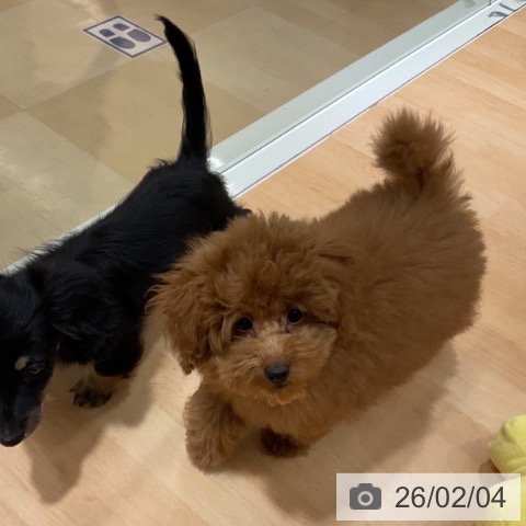 トイ・プードルの写真