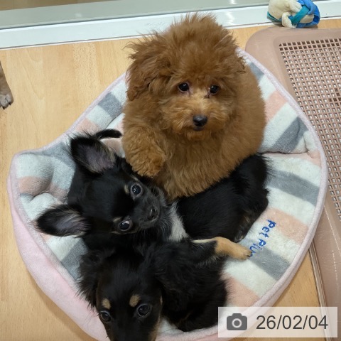 トイ・プードルの写真