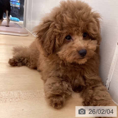 トイ・プードルの写真