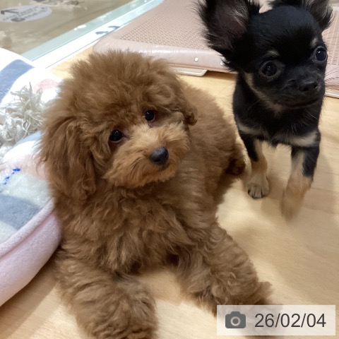 トイ・プードルの写真