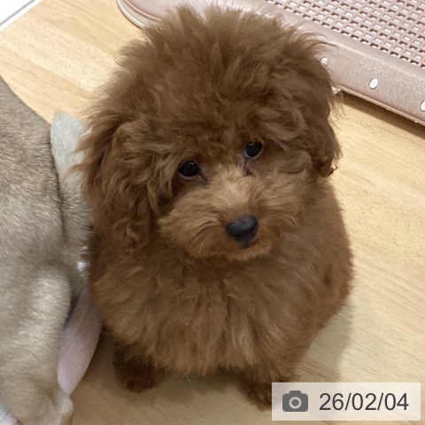 トイ・プードルの写真