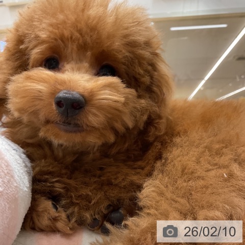 石川県のトイプードル(トイ) (ペットプラス 新小松店/2025年11月6日生まれ/男の子/レッド)の子犬の3枚目の画像