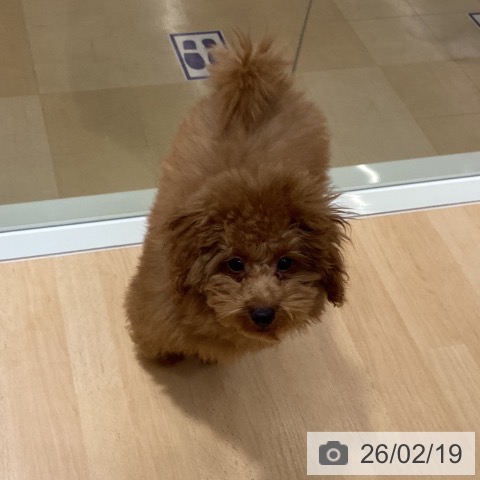 石川県のトイプードル(トイ) (ペットプラス 新小松店/2025年11月6日生まれ/男の子/レッド)の子犬の4枚目の画像