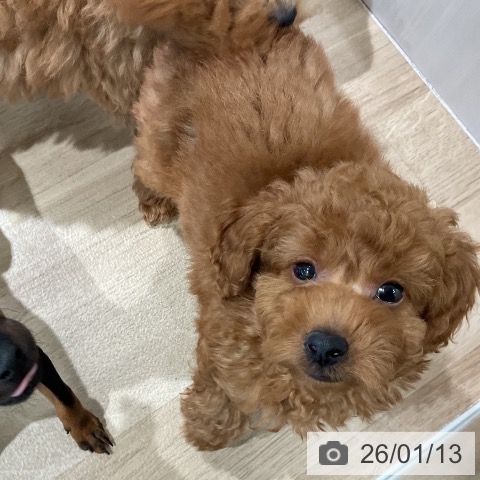 トイ・プードルの写真