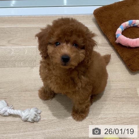 トイ・プードルの写真