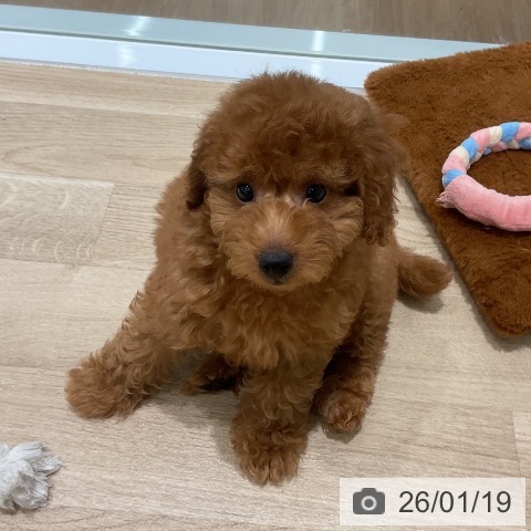 トイ・プードルの写真