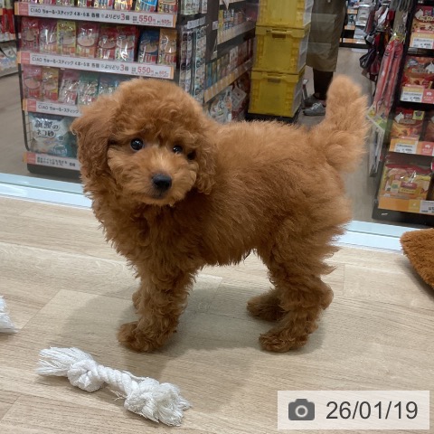 トイ・プードルの写真