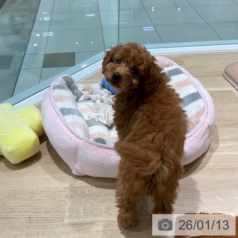 トイ・プードルの写真