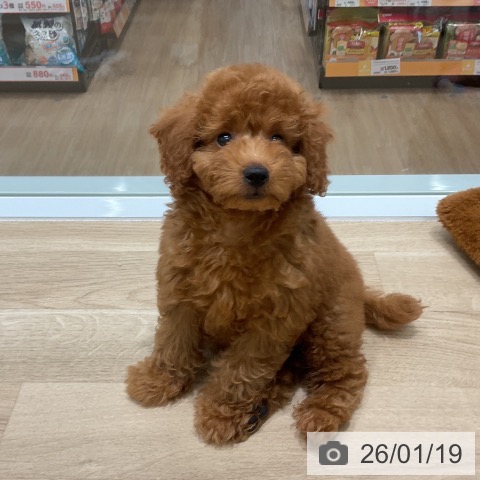 トイ・プードルの写真