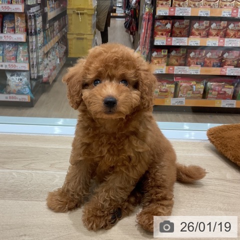 トイ・プードルの写真