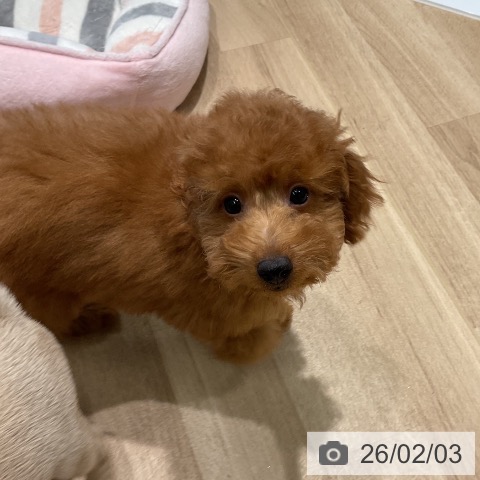 トイ・プードルの写真