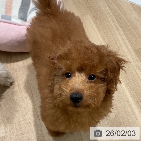 トイ・プードルの写真