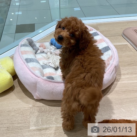 トイ・プードルの写真