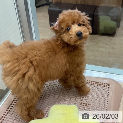 トイ・プードルの写真