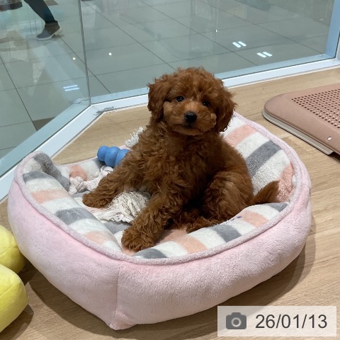 三重県のトイプードル(トイ) (ペットプラス 鈴鹿店/2025年11月6日生まれ/男の子/レッド)の子犬の4枚目の画像