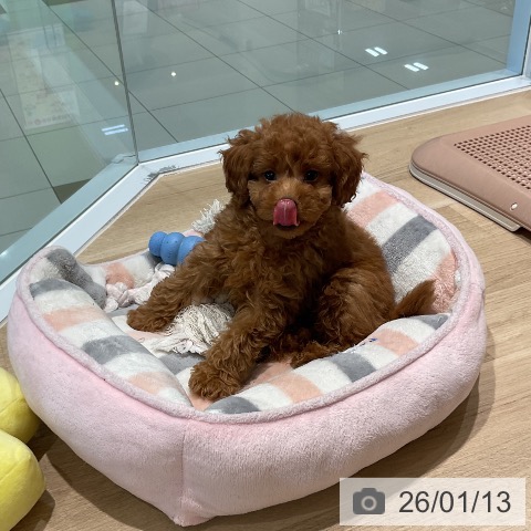 三重県のトイプードル(トイ) (ペットプラス 鈴鹿店/2025年11月6日生まれ/男の子/レッド)の子犬の3枚目の画像