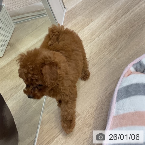 愛知県のトイプードル(トイ) (ペットプラス mozoワンダーシティ店/2025年11月6日生まれ/女の子/レッド)の子犬の4枚目の画像