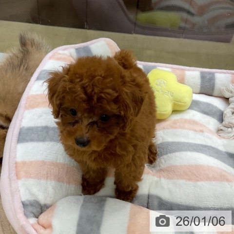 愛知県のトイプードル(トイ) (ペットプラス mozoワンダーシティ店/2025年11月6日生まれ/女の子/レッド)の子犬の3枚目の画像