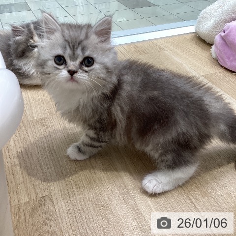 愛知県のサイベリアン (ペットプラス ナゴヤドーム前店/2025年11月5日生まれ/男の子/シルバータビーホワイト)の子猫の4枚目の画像