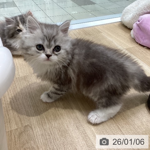 愛知県のサイベリアン (ペットプラス ナゴヤドーム前店/2025年11月5日生まれ/男の子/シルバータビーホワイト)の子猫の3枚目の画像