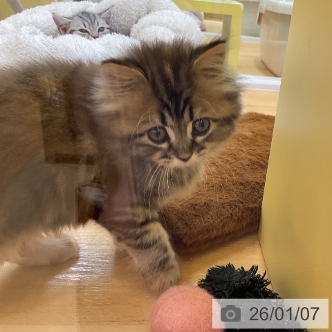 愛知県のサイベリアン (ペットプラス mozoワンダーシティ店/2025年11月5日生まれ/女の子/ブラウンパッチドタビー)の子猫の3枚目の画像