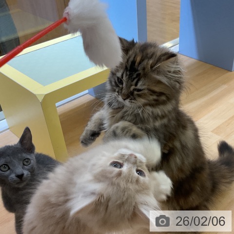 愛知県のサイベリアン (ペットプラス mozoワンダーシティ店/2025年11月5日生まれ/女の子/ブラウンパッチドタビー)の子猫の3枚目の画像