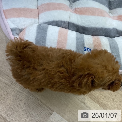 愛知県のトイプードル(トイ) (ペットプラス mozoワンダーシティ店/2025年11月4日生まれ/女の子/レッド)の子犬の4枚目の画像