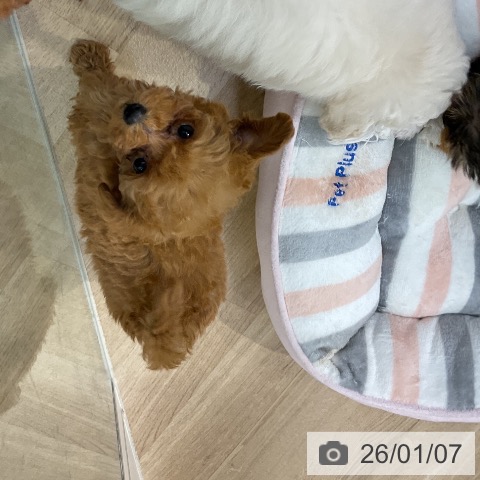 愛知県のトイプードル(トイ) (ペットプラス mozoワンダーシティ店/2025年11月4日生まれ/女の子/レッド)の子犬の4枚目の画像