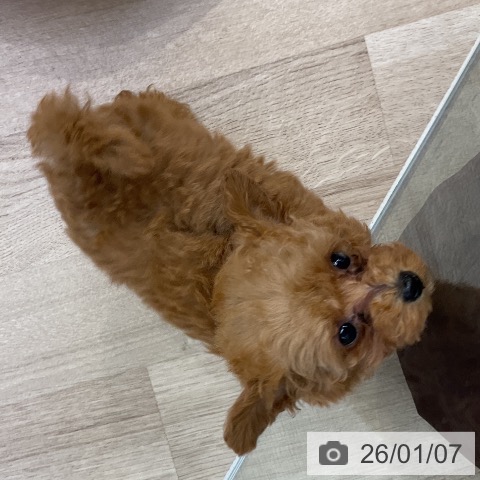 愛知県のトイプードル(トイ) (ペットプラス mozoワンダーシティ店/2025年11月4日生まれ/女の子/レッド)の子犬の3枚目の画像