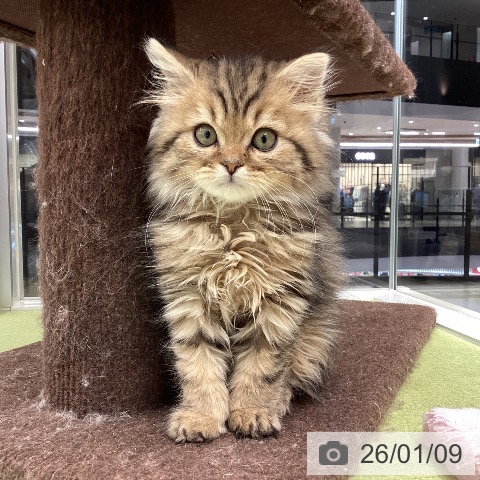 石川県のスコティッシュフォールド (ペットプラス 白山店/2025年10月20日生まれ/男の子/ブラウンタビー)の子猫の3枚目の画像