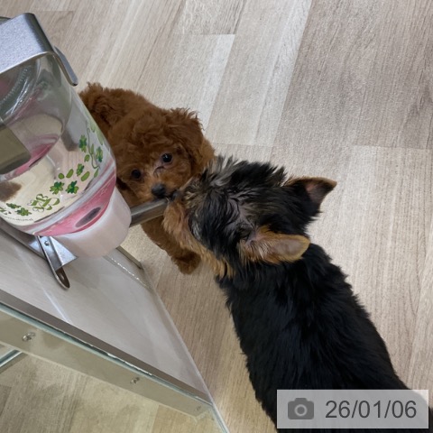 愛知県のヨークシャーテリア (ペットプラス mozoワンダーシティ店/2025年11月5日生まれ/男の子/スチールブルータン)の子犬の4枚目の画像