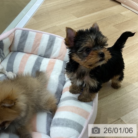 愛知県のヨークシャーテリア (ペットプラス mozoワンダーシティ店/2025年11月5日生まれ/男の子/スチールブルータン)の子犬の3枚目の画像