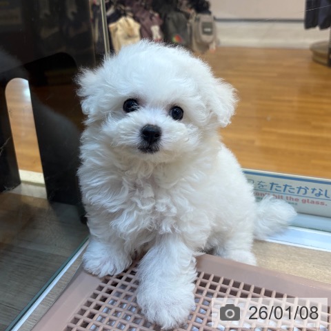 京都府のビションフリーゼ (ペットプラス イオンモールKYOTO店/2025年11月7日生まれ/男の子/ホワイト)の子犬の3枚目の画像