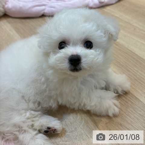 京都府のビションフリーゼ (ペットプラス イオンモールKYOTO店/2025年11月7日生まれ/男の子/ホワイト)の子犬の3枚目の画像