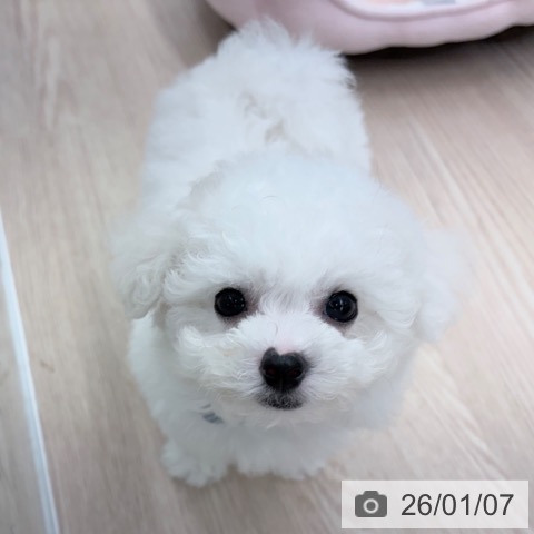 京都府のビションフリーゼ (ペットプラス 京都桂川店/2025年11月7日生まれ/男の子/ホワイト)の子犬の4枚目の画像