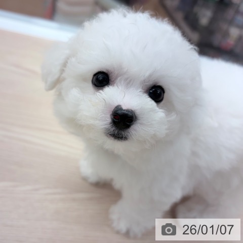 京都府のビションフリーゼ (ペットプラス 京都桂川店/2025年11月7日生まれ/男の子/ホワイト)の子犬の3枚目の画像
