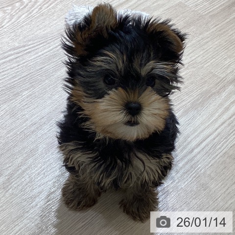 富山県のヨークシャーテリア (ペットプラス 高岡店/2025年11月5日生まれ/女の子/スチールブルータン)の子犬の4枚目の画像