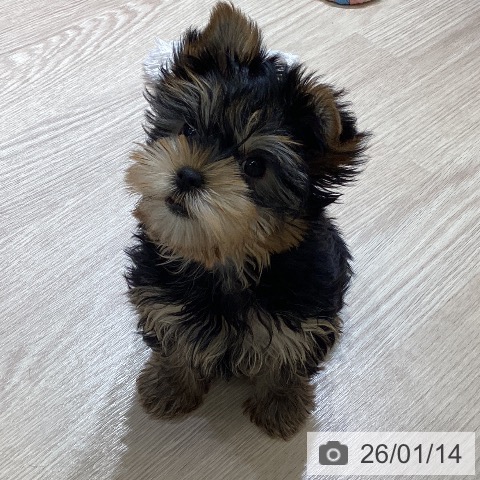 富山県のヨークシャーテリア (ペットプラス 高岡店/2025年11月5日生まれ/女の子/スチールブルータン)の子犬の3枚目の画像