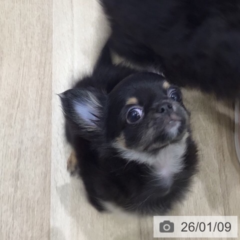 岐阜県のチワワ(ロング) (ペットプラス 各務原店/2025年11月5日生まれ/男の子/ブラックタン)の子犬の4枚目の画像