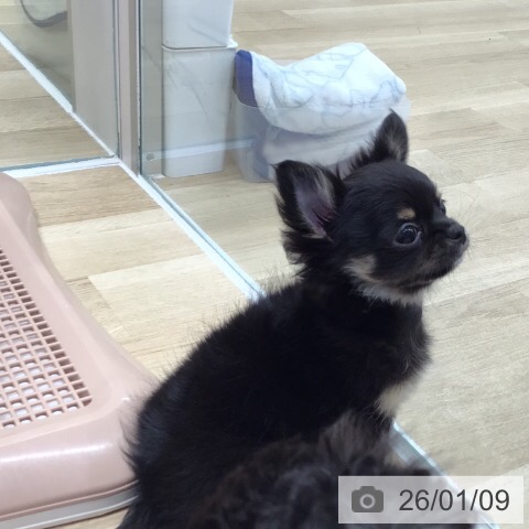岐阜県のチワワ(ロング) (ペットプラス 各務原店/2025年11月5日生まれ/男の子/ブラックタン)の子犬の3枚目の画像