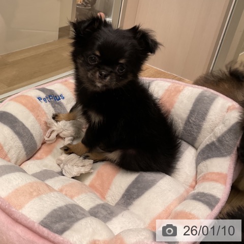 三重県のチワワ(ロング) (ペットプラス 鈴鹿店/2025年11月5日生まれ/女の子/ブラックタン)の子犬の4枚目の画像