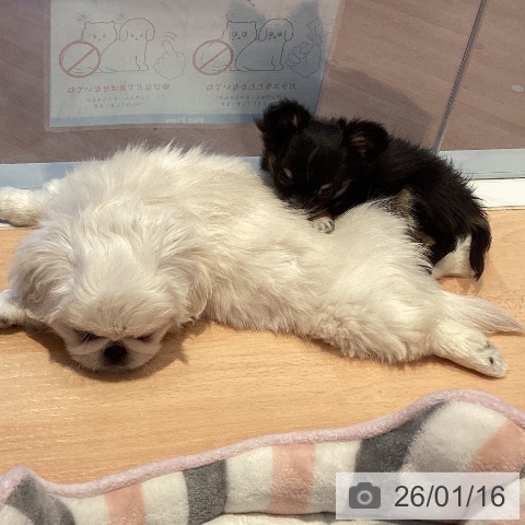 三重県のチワワ(ロング) (ペットプラス 東員店/2025年11月5日生まれ/女の子/ブラックタンホワイト)の子犬の3枚目の画像