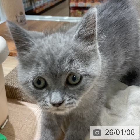 三重県のブリティッシュショートヘアー (ペットプラス 鈴鹿店/2025年11月6日生まれ/男の子/ブルー)の子猫の4枚目の画像