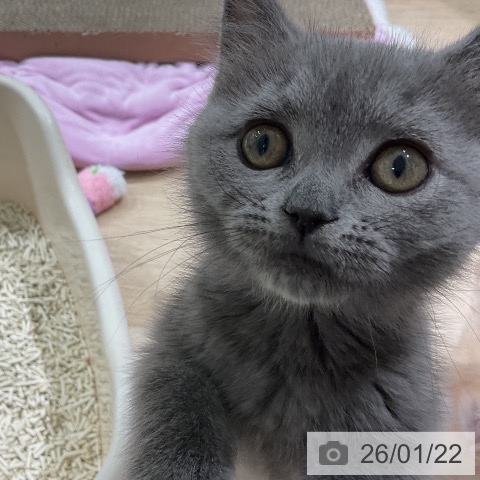 三重県のブリティッシュショートヘアー (ペットプラス 鈴鹿店/2025年11月6日生まれ/男の子/ブルー)の子猫の4枚目の画像