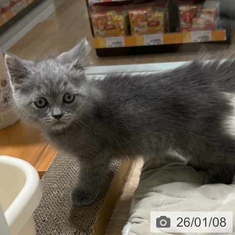 三重県のブリティッシュショートヘアー (ペットプラス 鈴鹿店/2025年11月6日生まれ/男の子/ブルー)の子猫の3枚目の画像