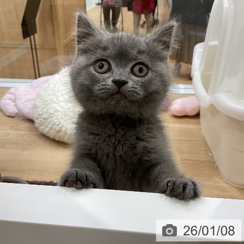 愛知県のブリティッシュショートヘアー (ペットプラス ナゴヤドーム前店/2025年11月6日生まれ/男の子/ブルー)の子猫の4枚目の画像