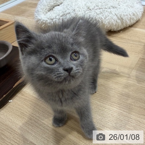 愛知県のブリティッシュショートヘアー (ペットプラス ナゴヤドーム前店/2025年11月6日生まれ/男の子/ブルー)の子猫の3枚目の画像