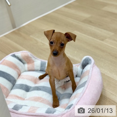 ミニチュア・ピンシャーの写真