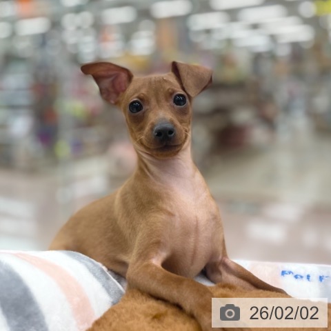 ミニチュア・ピンシャーの写真