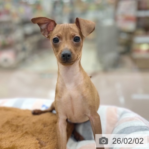 ミニチュア・ピンシャーの写真